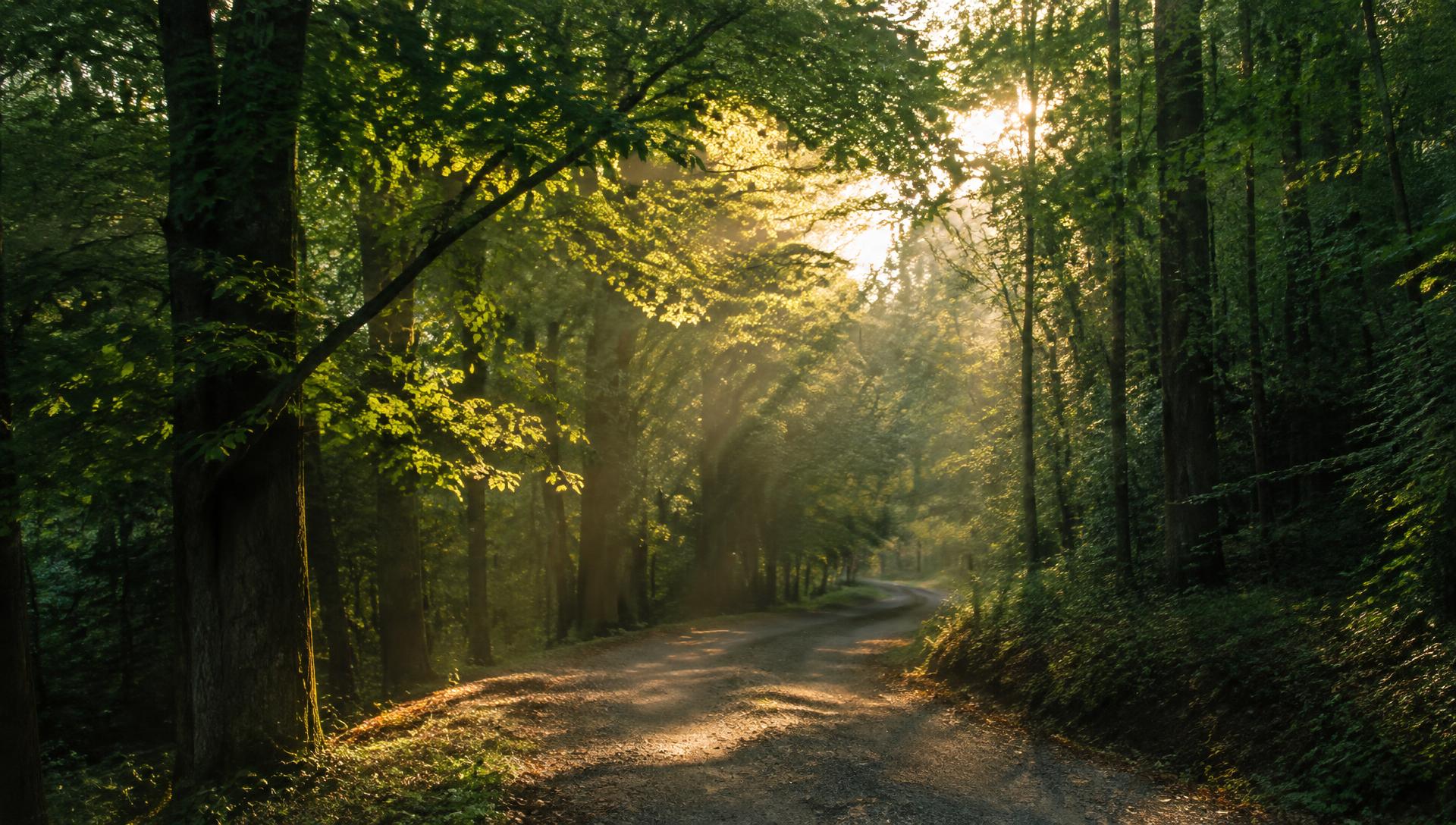 Sunbeams falling across a tree-lined forest road at golden hour